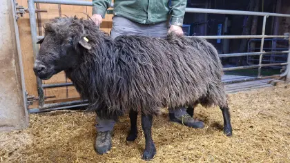 Krainer Steinschaf