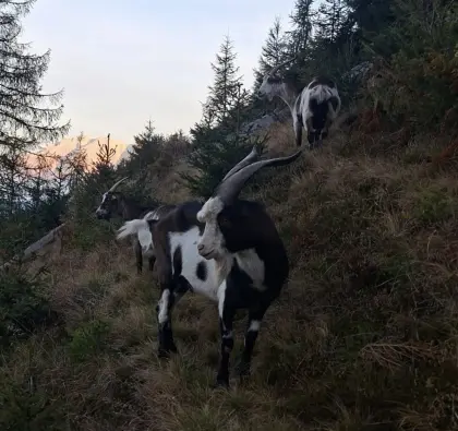 Tauernschecken-Bock