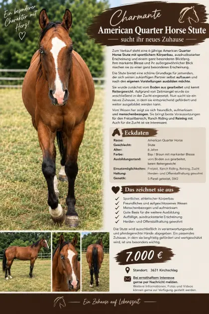 American Quarter Horse