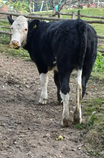 Kalbin für Zucht oder Mast