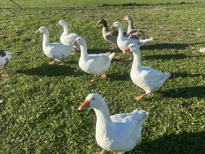 Weidegänse