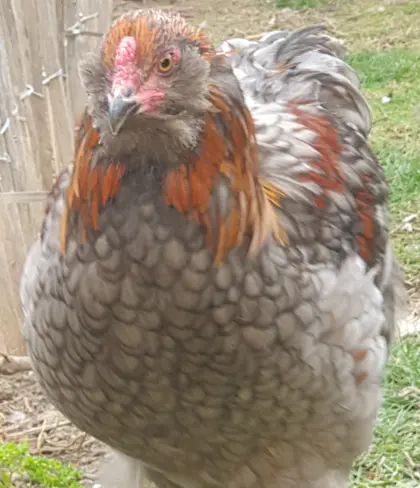 Junghahn Lavender Araucana, Ameraucana