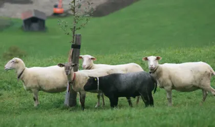 Drei ostfriesische Milchschafe, Blue Texel Widder