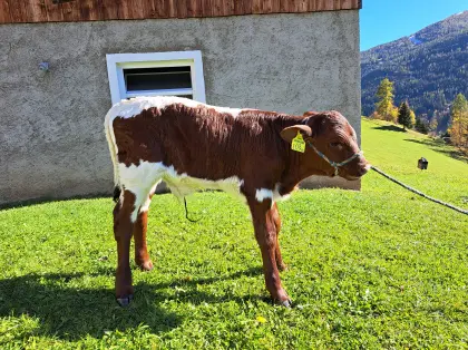 Pinzgauerstierkalb