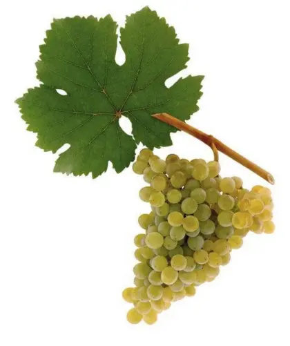 Qualitätswein, GV Wagram