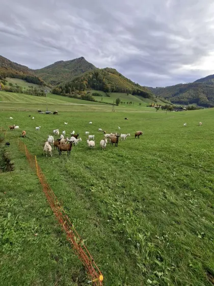 Bio-Milchziegen