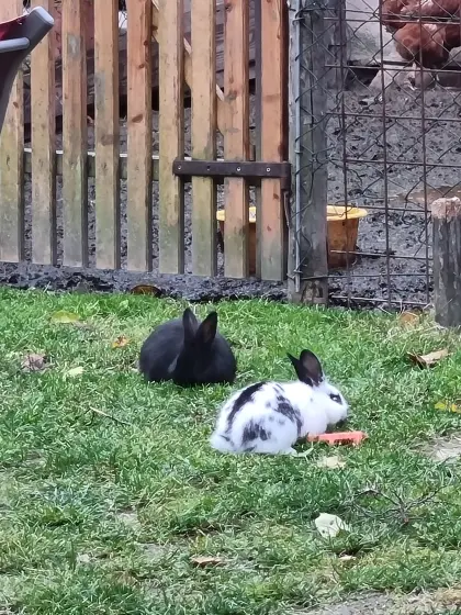 Süße Kaninchen