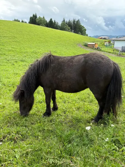 Pony-Stuten abzugeben