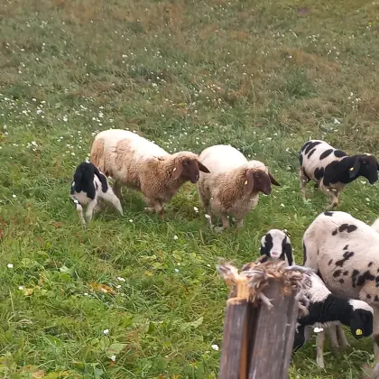 Tscheggen