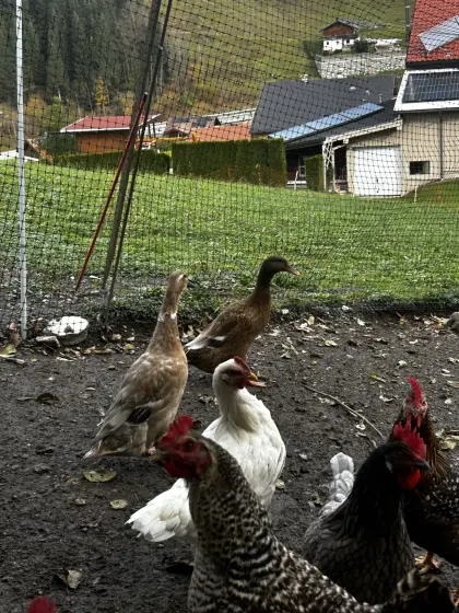 2 Laufenten