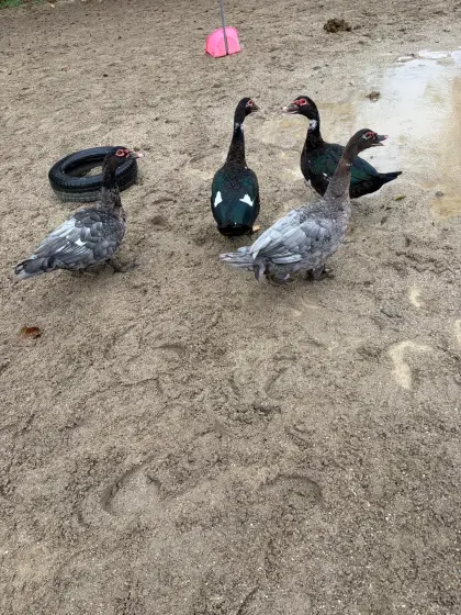 Moschusenten