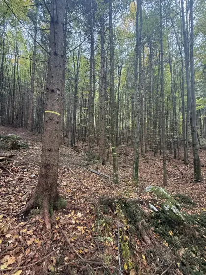 Durchforstungen, Holzschlägerungen