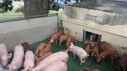 Ferkel, Eber