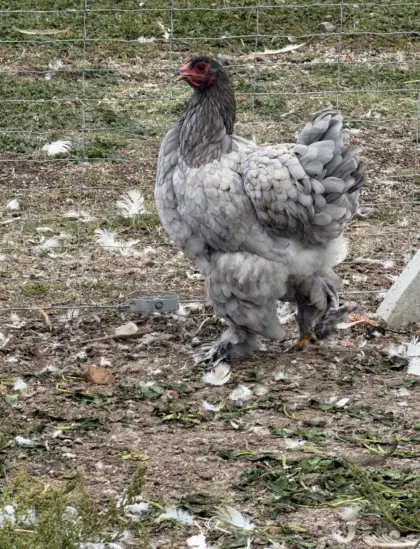 Brahma Blau