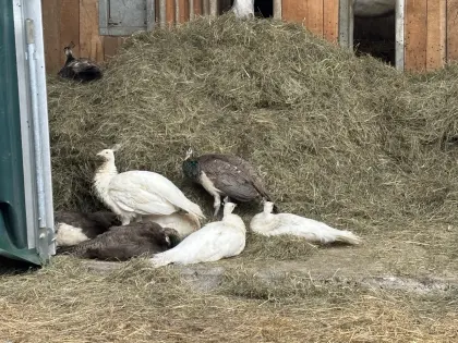Verkaufe Pfau