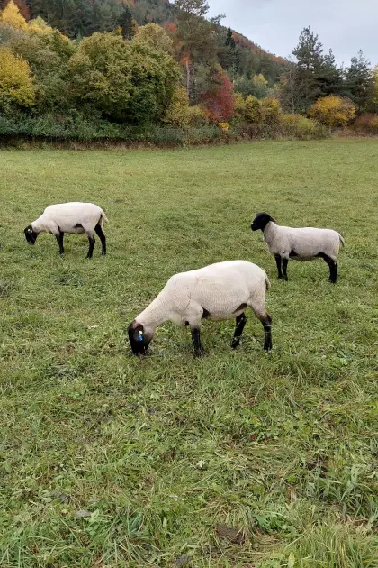 Suffolk-Schafe