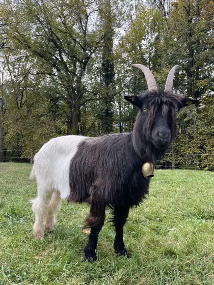 Verkaufe reinrassige Walliser Schwarzhalsziege