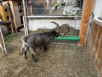 Blobe Ziegenbock