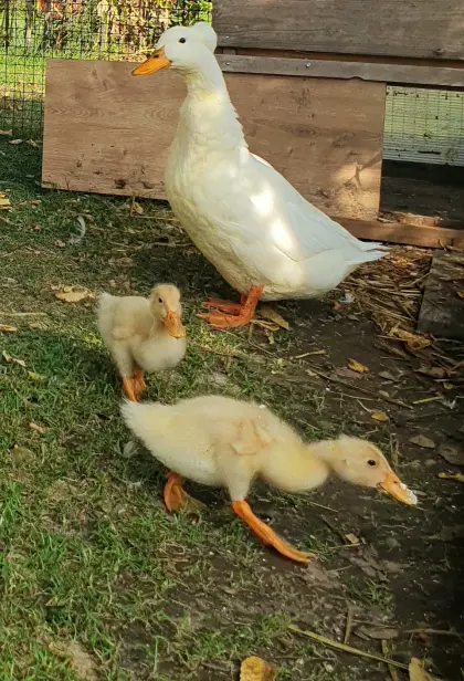 Enten (1 Pärchen)