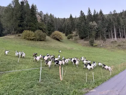 Pfauenziegen