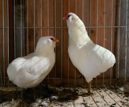 Zwerg-Araucana