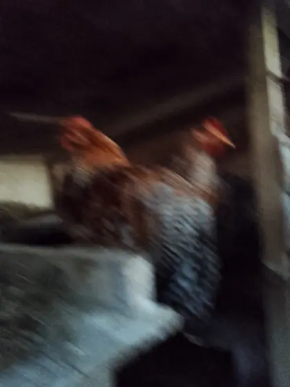 Bielefelder Kennhuhn