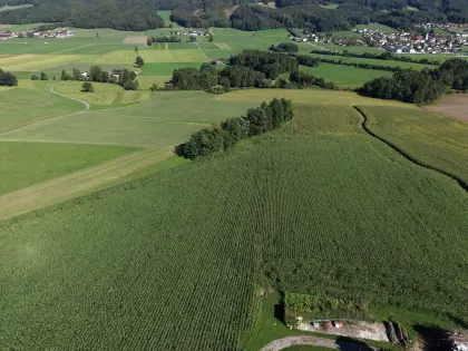 Maisballen