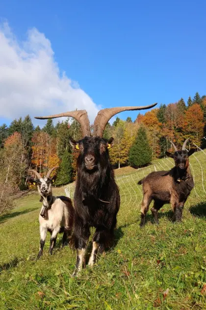 Passeier Bock