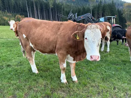 Bio Kalbin trächtig