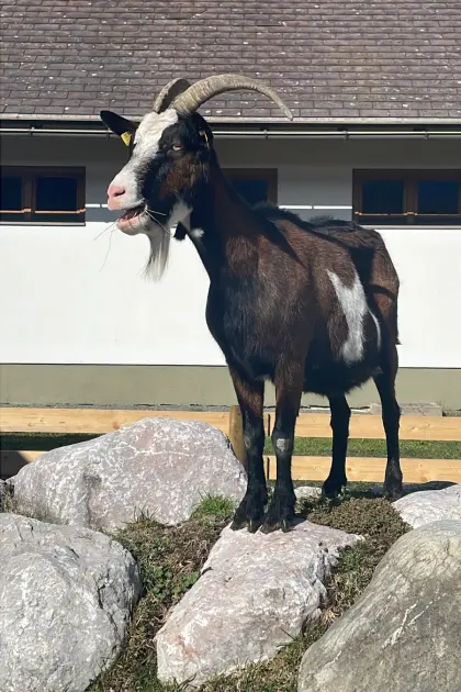 Wir suchen eine ältere, ruhige Zwergziege.
