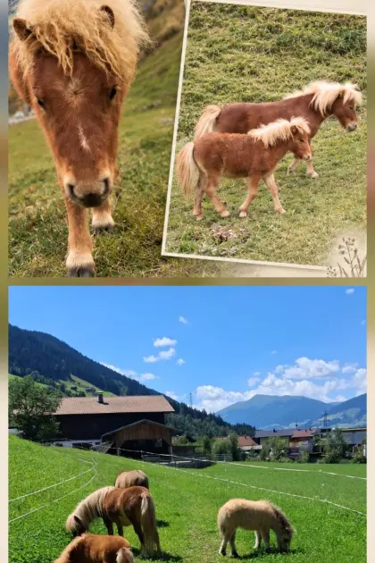 Mini-Shetland-Pony-Hengst