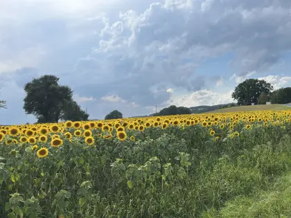 Sonnenblumenkerne