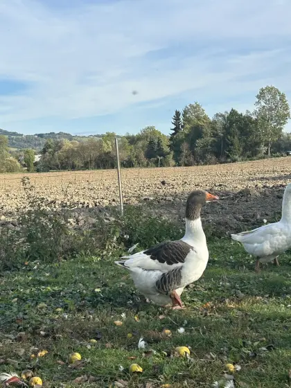 Pommerngänse, gescheckt