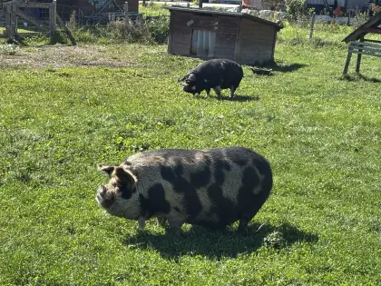 2 Kune Kune Schweine, kastriert, 5 Jahre
