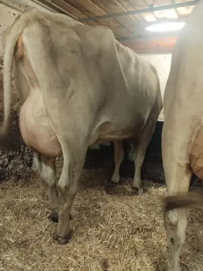 Brown Swiss Erstmelk