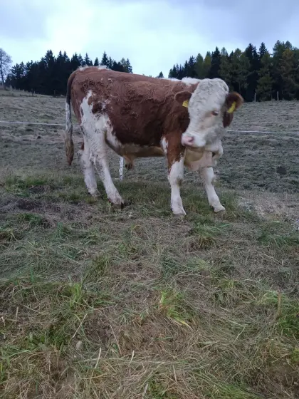 Verkaufe Stier