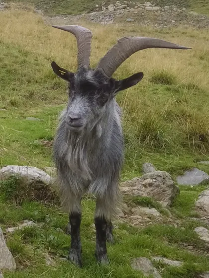 Ziegenbock Blobe