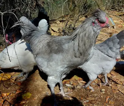 Lavender Araucana