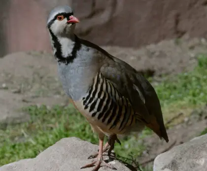 Alpensteinhuhn