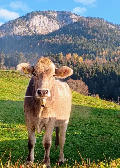 Trächtige BIO Braunswisskalbinnen