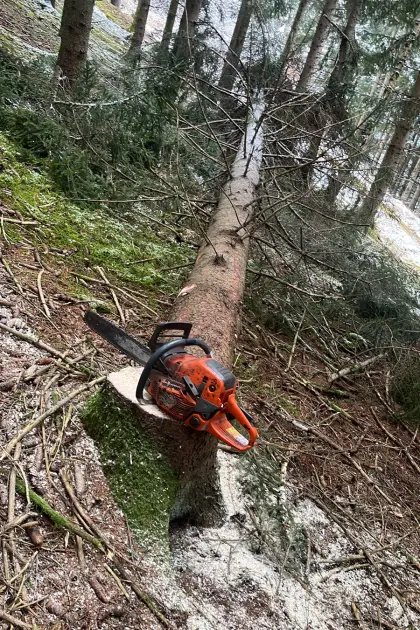 Waldarbeit