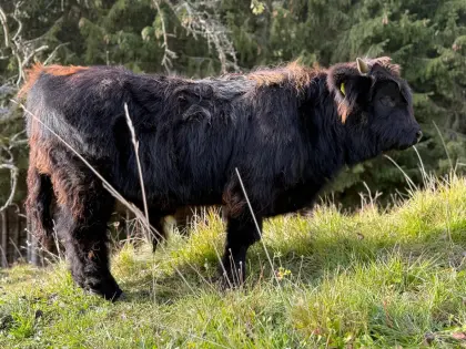 Hochlandrind-Stier