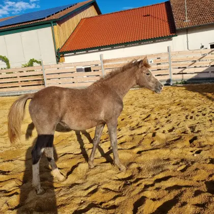 Araber-Haflinger Stutfohlen Schimmel