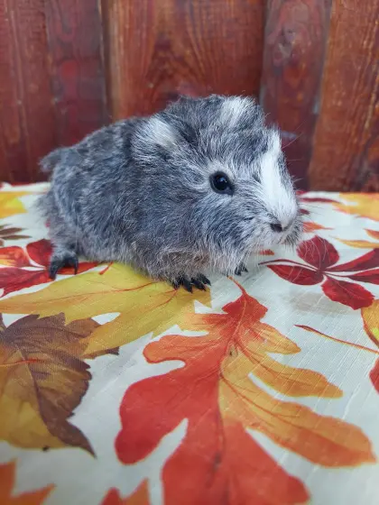 Meerschweinchen