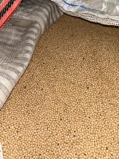 Bio-Winterkörnererbse