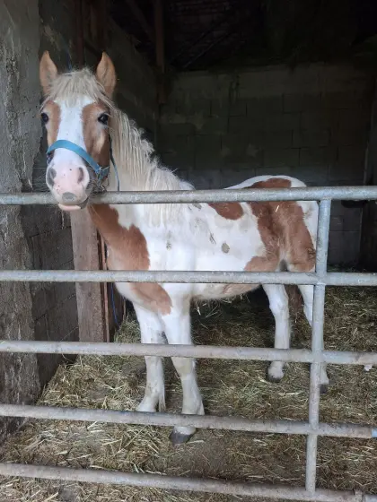 Haflinger-Tinker-Mix Hengstfohlen