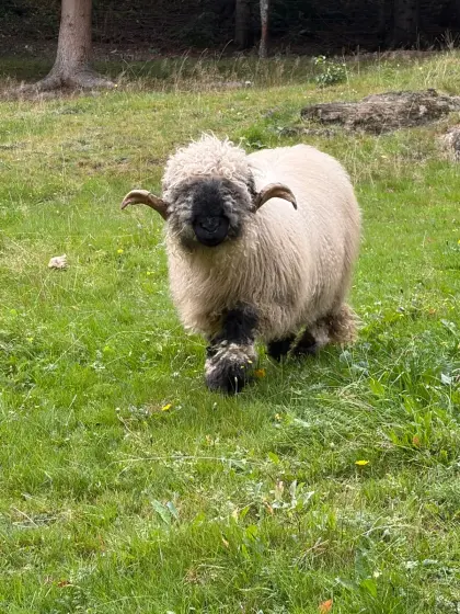Walliser Schwarznasen-Widder