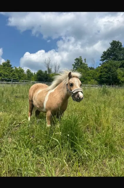 Mini-Shetty zu verkaufen