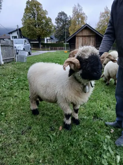 Waliser Schwarznasen-Bock