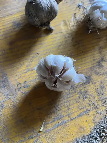 Bio-Knoblauch